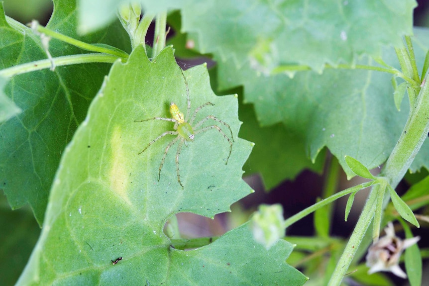A pale green spider sits atop a heart-shaped leaf with a frilled edge.