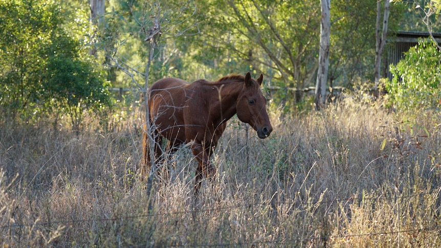 A horse on Tracy's property.