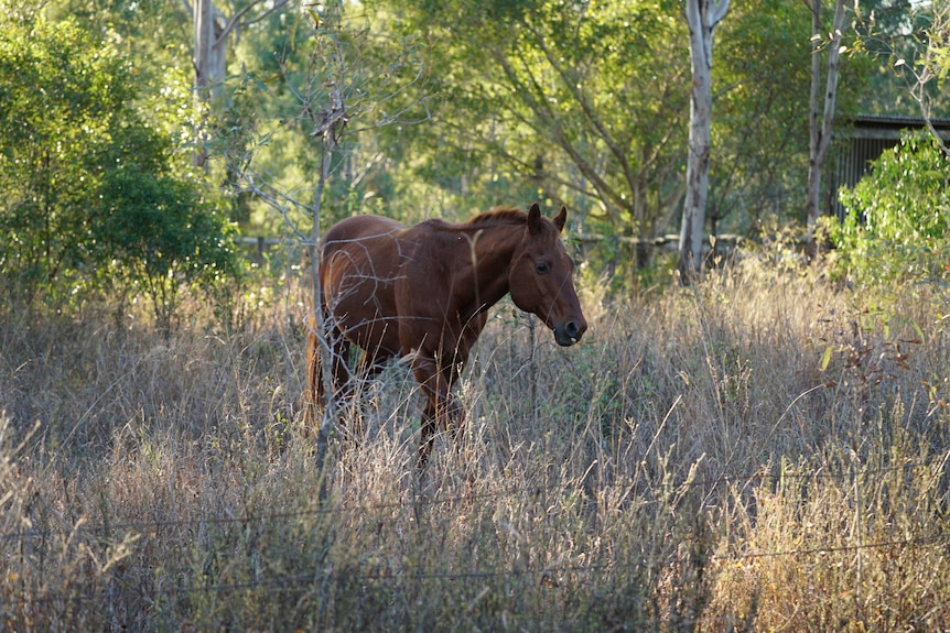 A horse on Tracy's property.