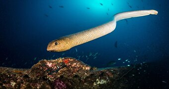 Sea Snake