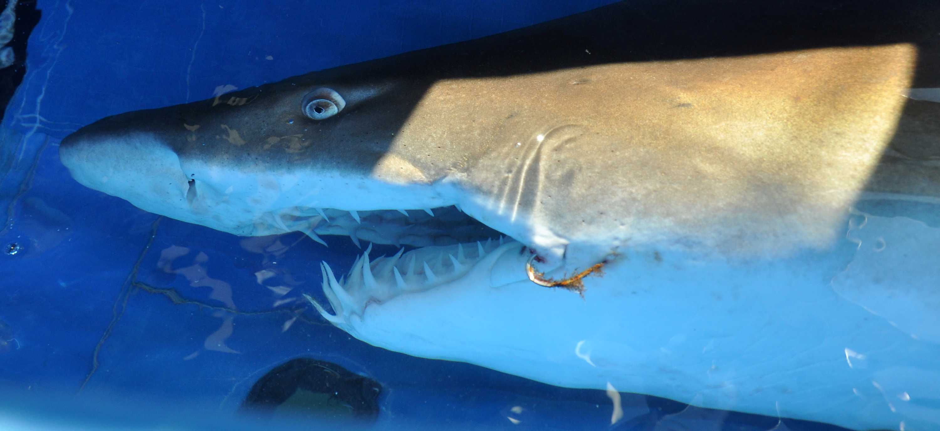2015 a record year for shark attacks around the world ABC listen