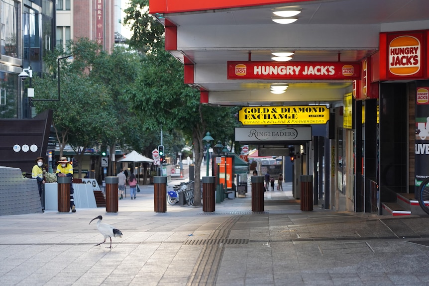 Ibis in empty Queen Street Mall