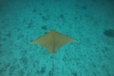 The tan coloured two metre ray has a unique spotted pattern on it's back and a very long tail without a barb.