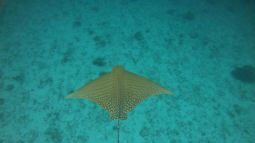 The tan coloured two metre ray has a unique spotted pattern on it's back and a very long tail without a barb.