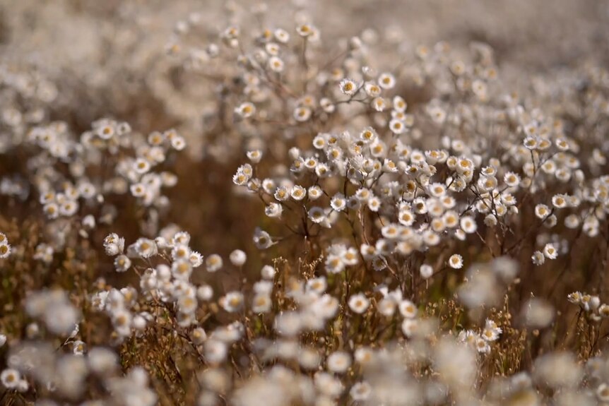 Small white daisy-like flowers