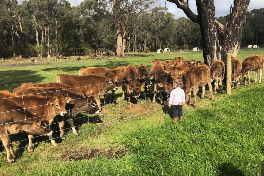 A small child looks at some dairy cows through a wire fence on the Barry's farm.