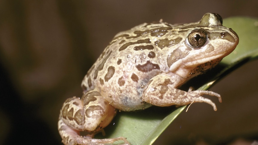 A green and brown frog on a leaf