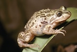 A green and brown frog on a leaf
