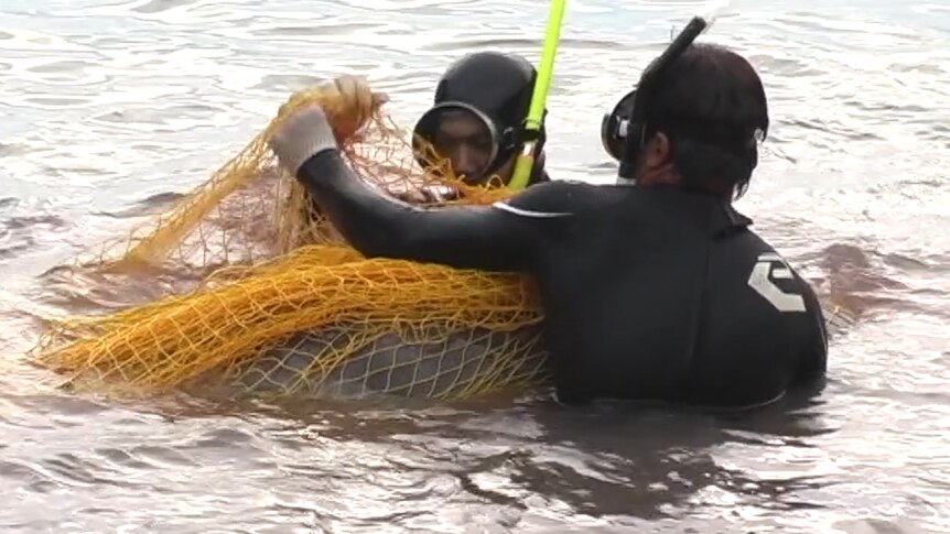 Two men in scuba gear pull a dolphin from a net