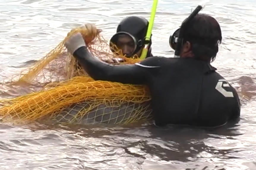 Two men in scuba gear pull a dolphin from a net