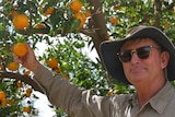 A farmer stands in front of a tree holding a mandarin.