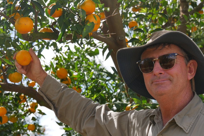 A farmer stands in front of a tree holding a mandarin