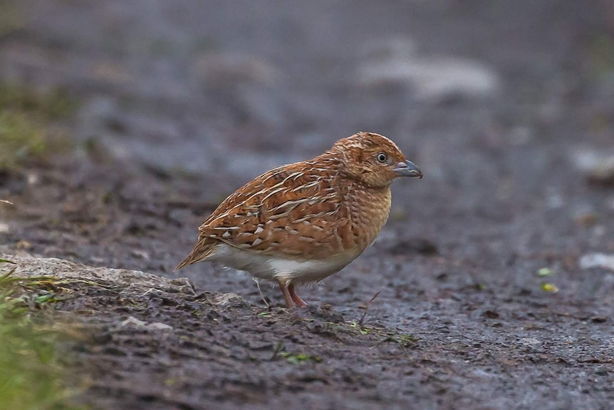 A small brown striped bird standing on the ground.