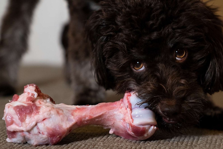 A brown Schnoodle looks at the camera while chewing on a bone, the natural food but risky option for pet dogs.