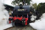 The restored Beyer Garratt 6029, the City of Canberra, lets off steam.