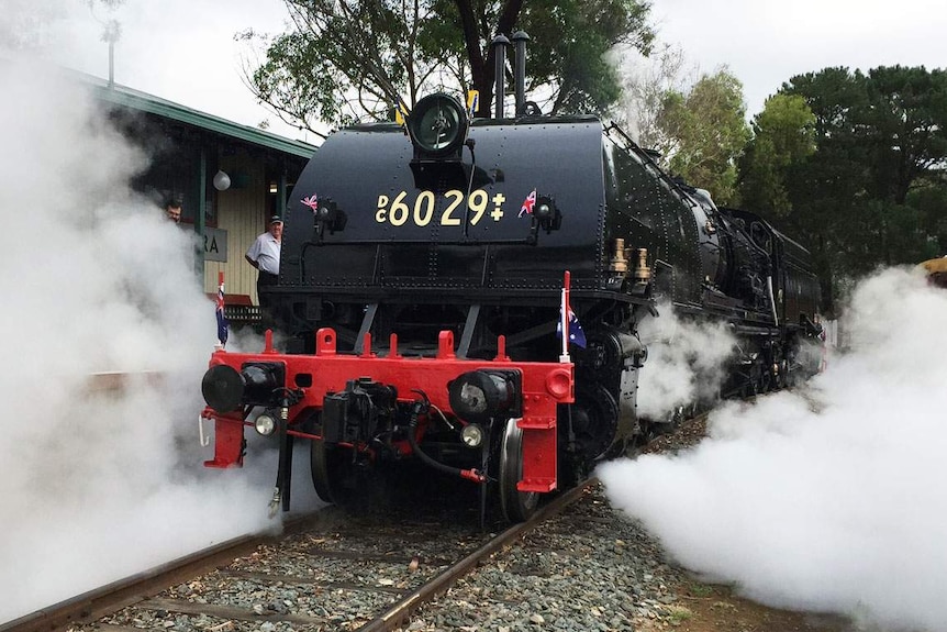 The restored Beyer Garratt 6029, the City of Canberra, lets off steam.