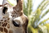 A giraffe at the Adelaide Zoo sucks on a block of ice