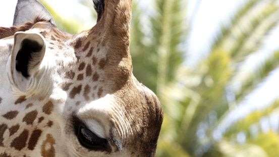 A giraffe at the Adelaide Zoo sucks on a block of ice