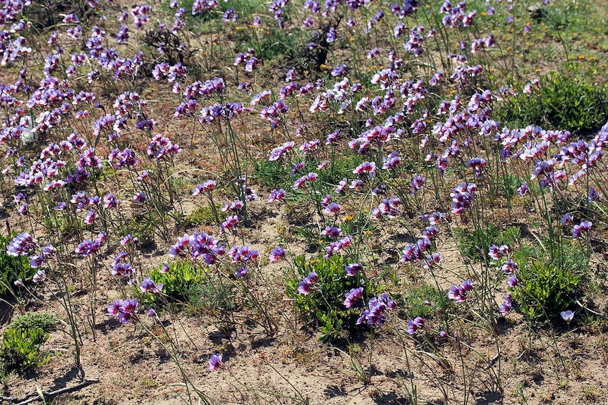 Flowers in the Atacama Desert
