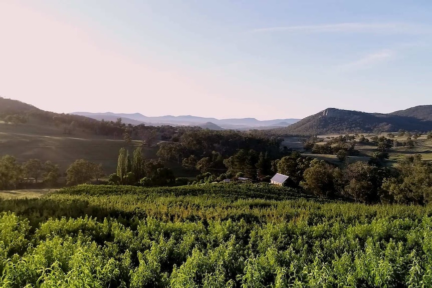 Drone shot over Cherrydale orchard