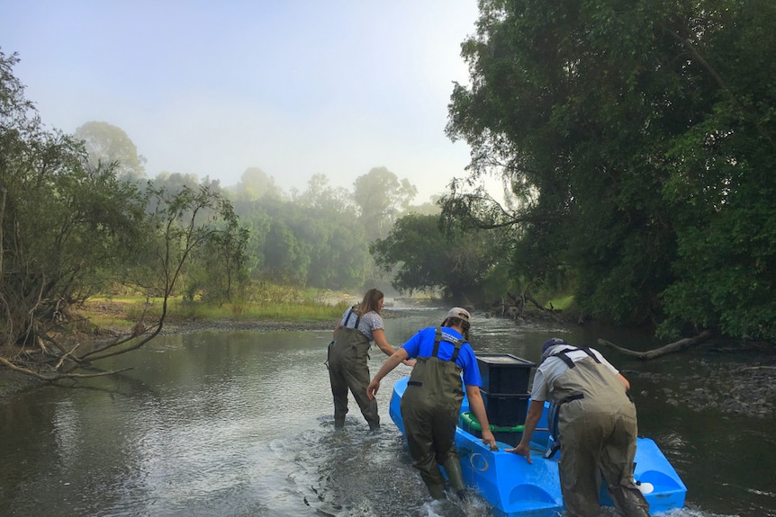 Volunteers walk a boat up the mary river