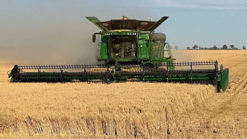 A harvester in a field of barley