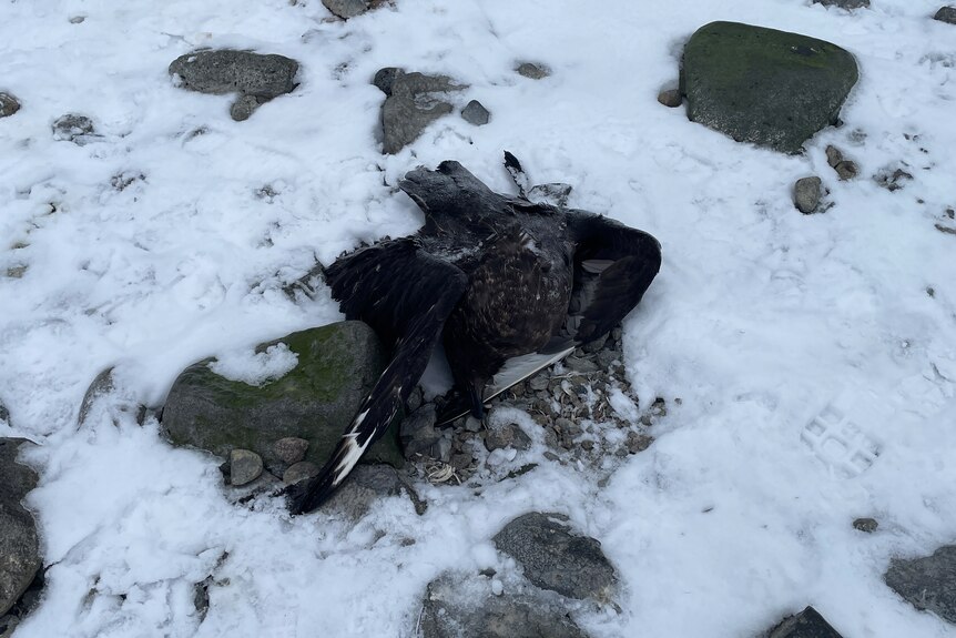 A dead skua laying in the snow.