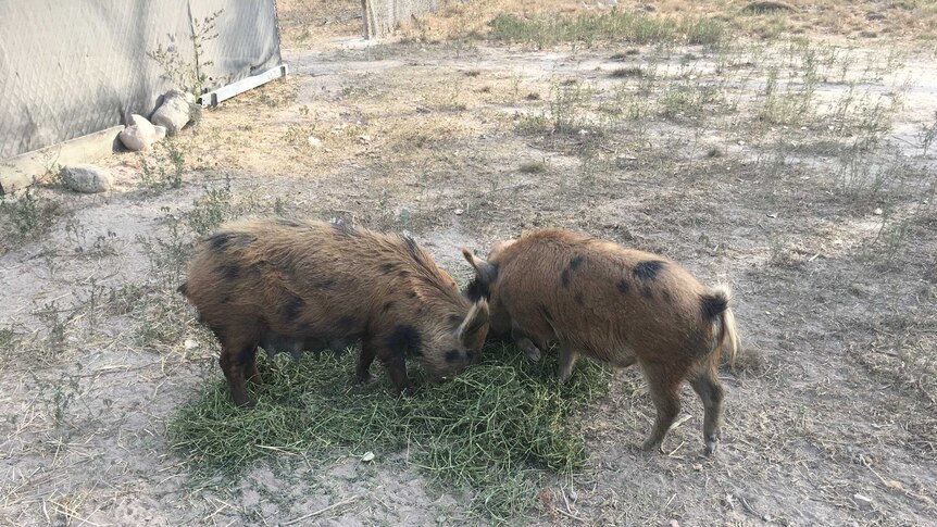 Two adult mini pigs eat hay