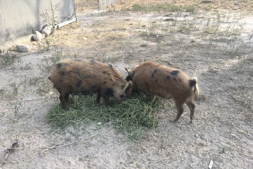 Two adult mini pigs eat hay