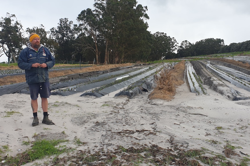 a farm worker stands on top of sand that is burying rows of strawberries after a storm