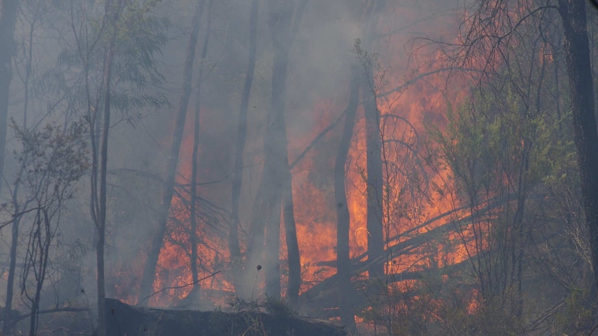 Bushfire burns through bushfire.