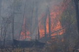 Bushfire burns through bushfire.