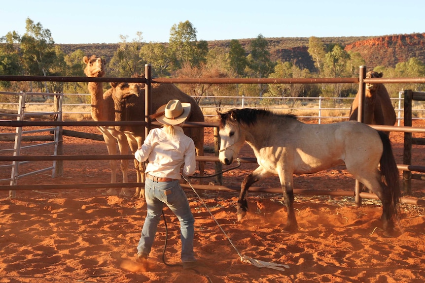 Horse moving in pen with camels in background.