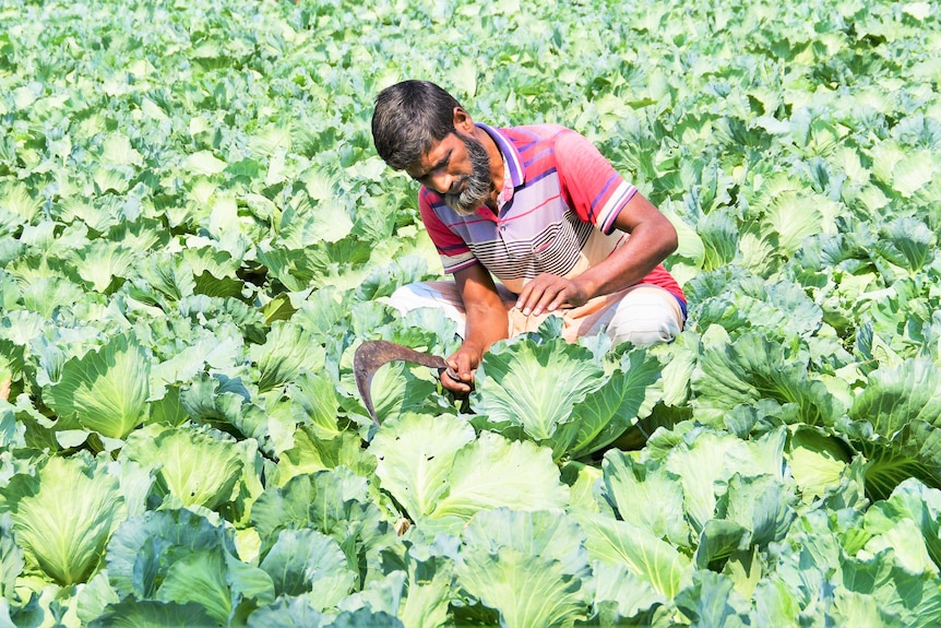 A farmer sits in the middle of a wide field of cabbages. 