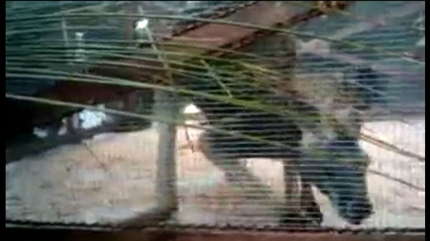 Under fire: the video shows a large kangaroo swaying side to side in the cage