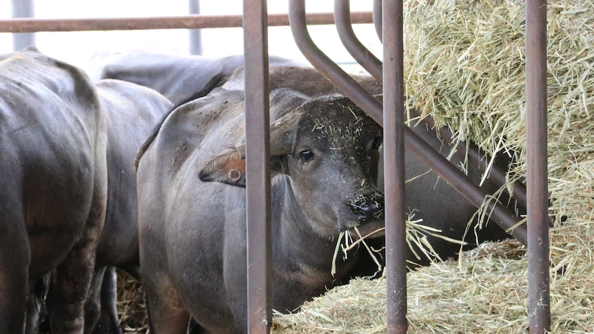 Buffalo eating hay from feeder in yards.