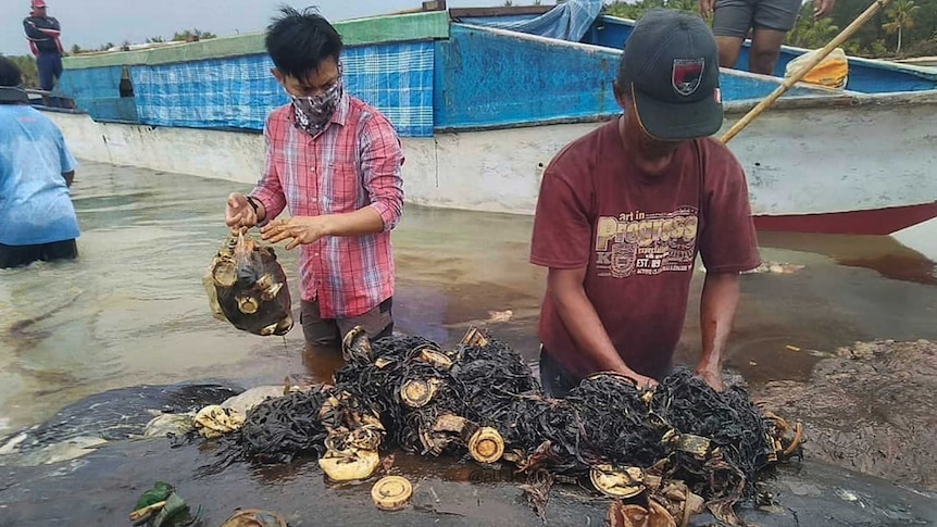 Men remove plastic cups and bags from a whale carcass.