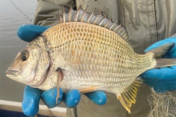 Photo of a fish being held in hands.