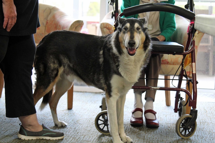 Aaron the service dog in the aged care home