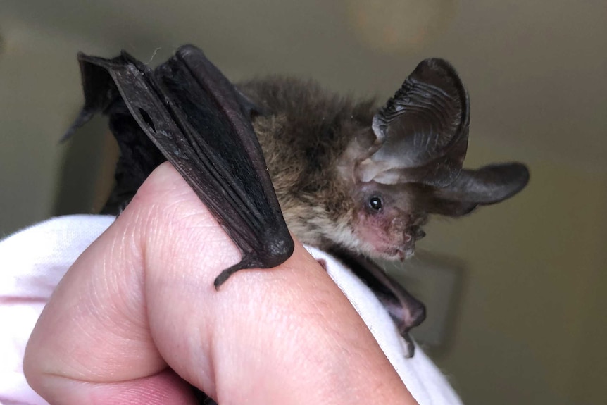 Person holding small bat with towel