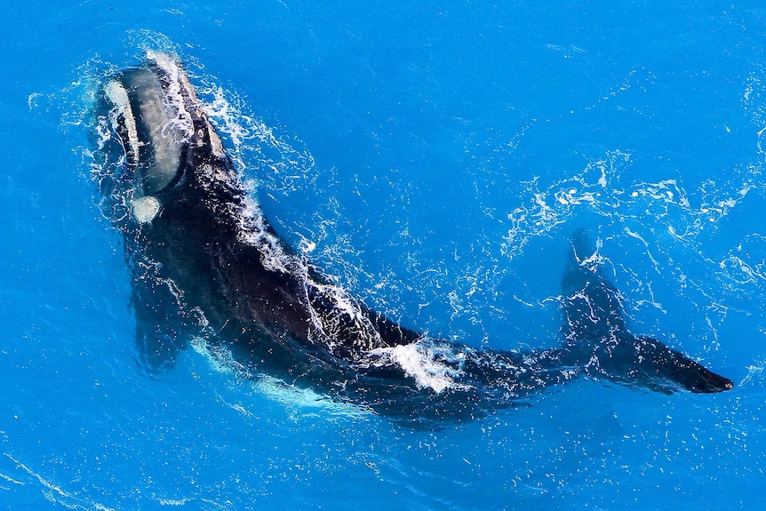 An aerial shot of a whale.