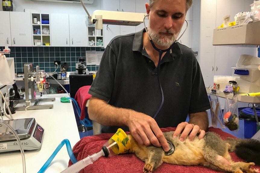 Vet checking a possum on a table.