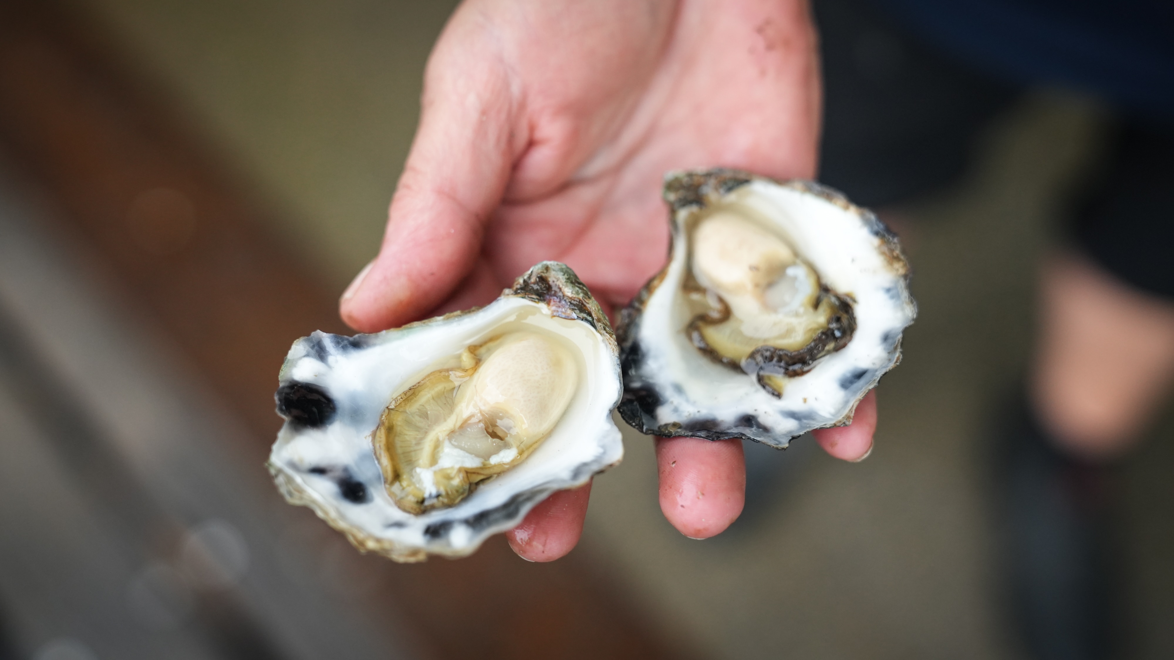 Two oysters in a hand.
