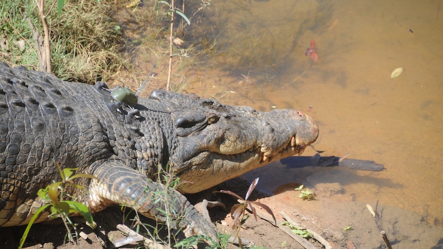 Crocodile with a tracking device on its back