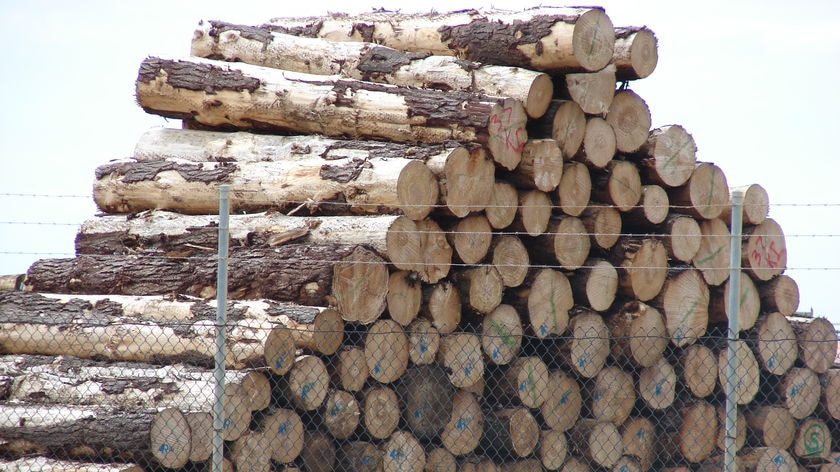 Logs on the wharf at Burnie