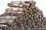 Under the plan, companies will have to test the timber they source and provide a trade description.