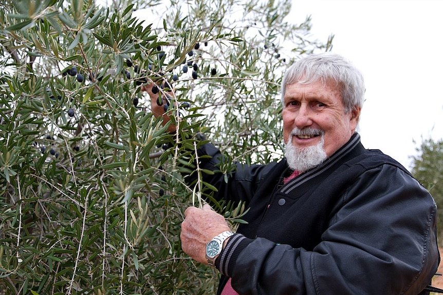 Inspecting the olive grove