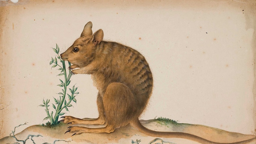 Banded Hare Wallaby