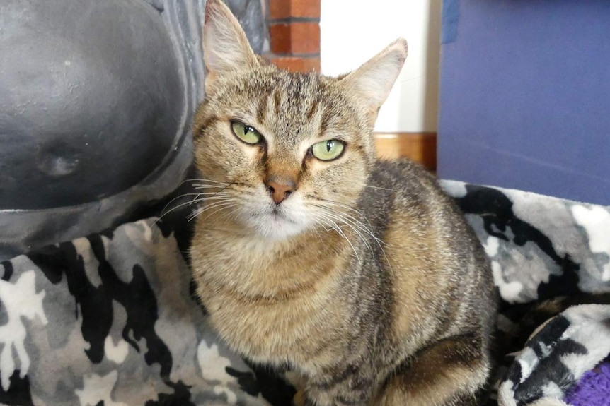 A cat sitting on a camouflage rug.