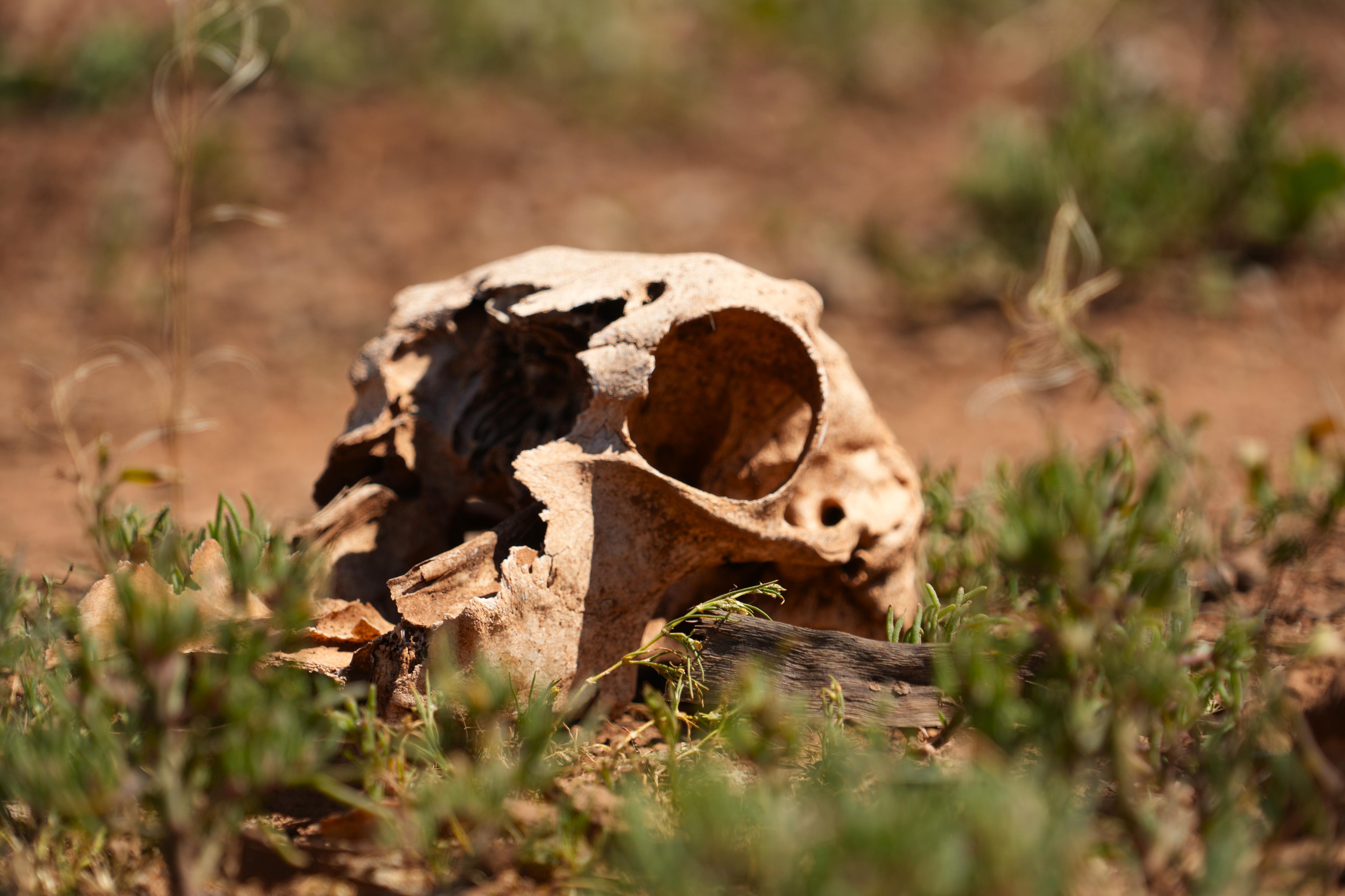Sheep skull in a paddock.